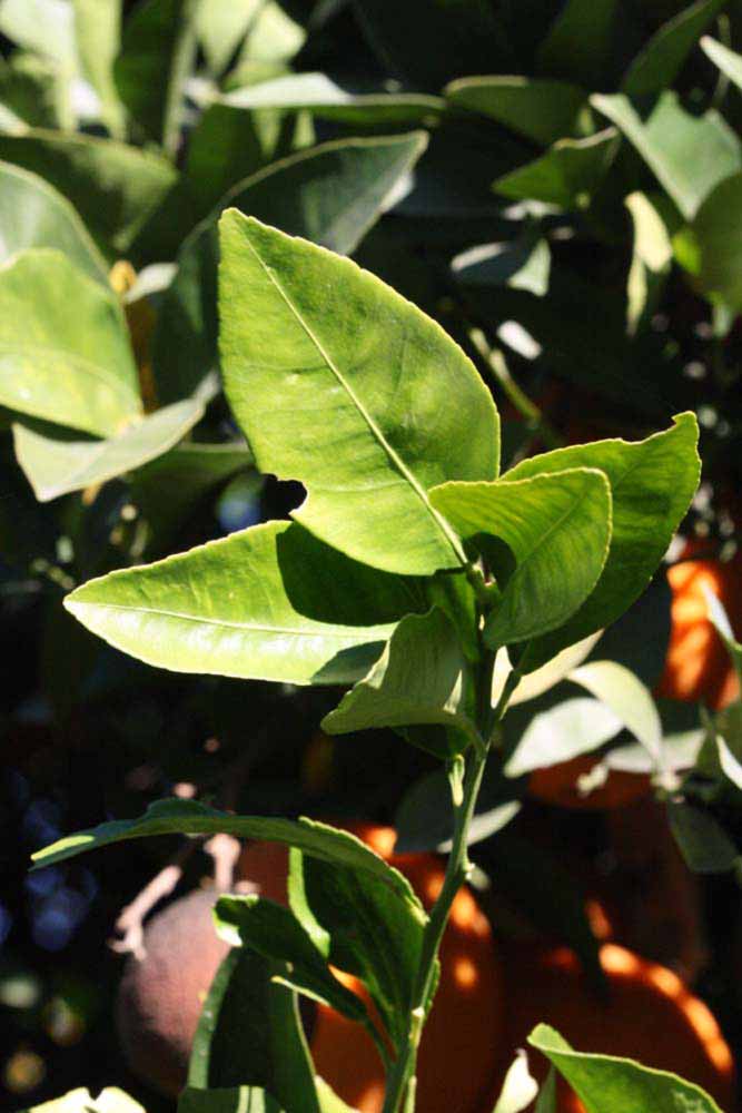            Sun leaves (Riverside, CA)   